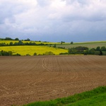 <b>Když se nad řepkou schyluje k dešti...</b>