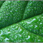 I obyčejný křen je krásný