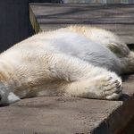 to jsem se dobře najedl...