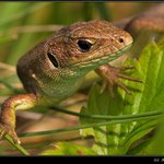 este jedna jastericka