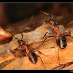 Čekání na kořist