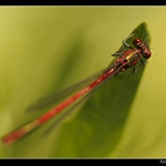 Čekání na kořist