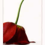 jednoducho tulipán I.