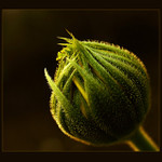 pozor, vystrkujem rožky..