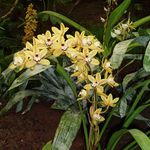 Orchidej2