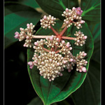 Tropický skleník - II