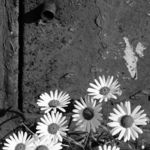 Dark Flowers in the City