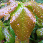 List s kapkami po bouři