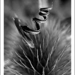 Život je spirála  - aneb "Jak příroda kouzlí"