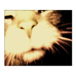 poslední pohled mickey mouse