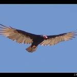 Brazílie 2005 - Kondor