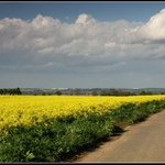 Řepky není nikdy dost :-)