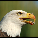 "právě jsem se nasytil"