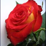 Proc ta ruze uvada...