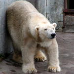 něco mě tam vzadu svědí...