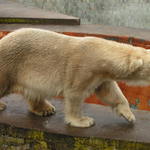 méďa léďa (už naposled)