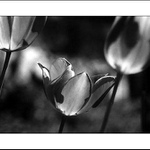 v zajetí vyšších cílů