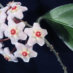 Hoya