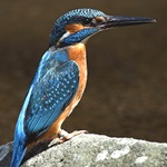 Ledňáček říční