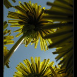 - Když se brouk převalí .... -