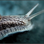 ..: <b> Šnečku, šnečku ... </b> :..