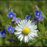 Zátiší v zahradě