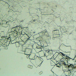 pohled do mikrosvěta