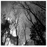 stromy na Štěchovicema