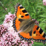 Aglais urticae