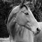 fotka do občanky:o)