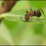 Já Tě vidíííímmm...