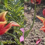 Tulipán