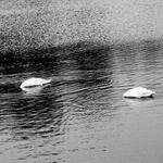 Hlubiny labutí fantazie