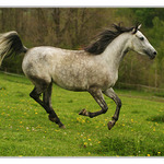 Shagya arab - v běhu