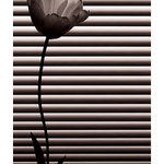 když se TULÍ PÁN II.