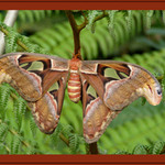 motyl velikan