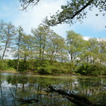 Slepé rameno Moravy