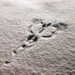 Jestřábova večeře