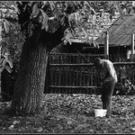 Děda sbírá ořechy (změněno název)