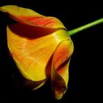 Doufám že jsem krásný