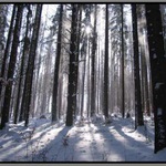 zimní procházka....