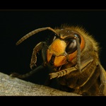 Posel pekla: Teď sežeru tebe !