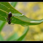 ..:: U napajedla ::..