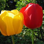 2 Tulipány