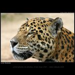 Pred pikolou za pikolou nikdo nesmi stat