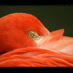 Kdyz ja se tak stydim ...