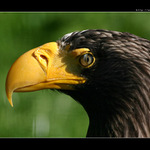 Orel s clonou na pul oka