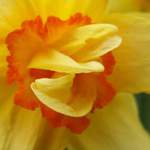 narcis zblizka :o)