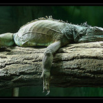 <b>ZNUDĚNÁ JEŠTĚRKA...</b><hr> <b>