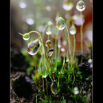 kapky - kapky - kapičky